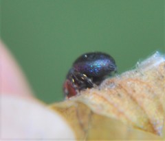 Sassacus alboguttatus