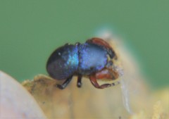 Sassacus alboguttatus