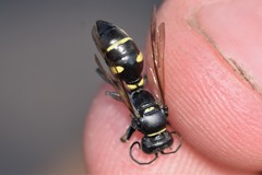 Lestiphorus cockerelli