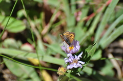 Tharsalea dorcas sangremar