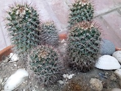 Mammillaria voburnensis