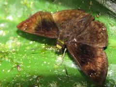 Gorgopas chlorocephala