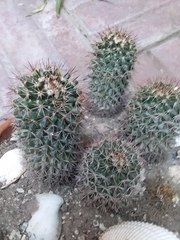 Mammillaria voburnensis
