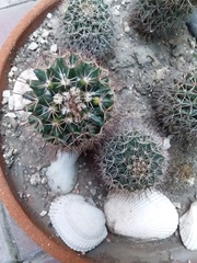 Mammillaria voburnensis