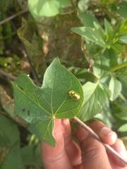 Charidotella succinea