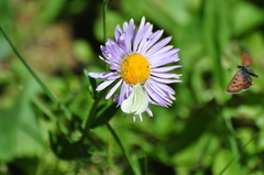 Tharsalea dorcas sangremar