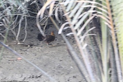 Gallus gallus murghi