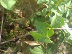 Charidotella succinea