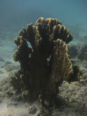 Millepora platyphylla