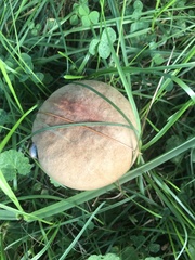 Boletus patrioticus