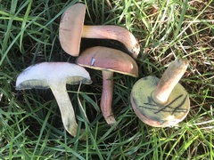 Boletus patrioticus