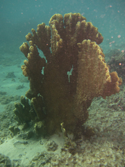 Millepora platyphylla
