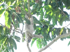 Bradypus variegatus tapajoensis