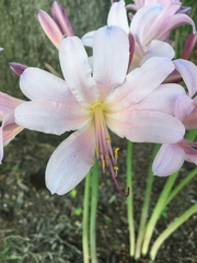 Amaryllis belladonna