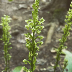 Platanthera flava flava