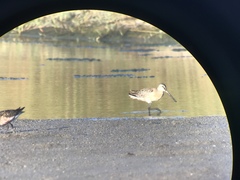 Limnodromus semipalmatus