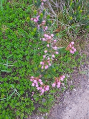 Phyllodoce × intermedia