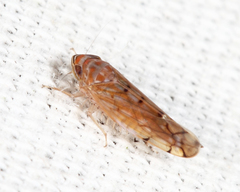 Osbornellus auronitens