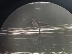 Limnodromus semipalmatus