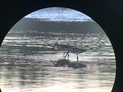 Limnodromus semipalmatus