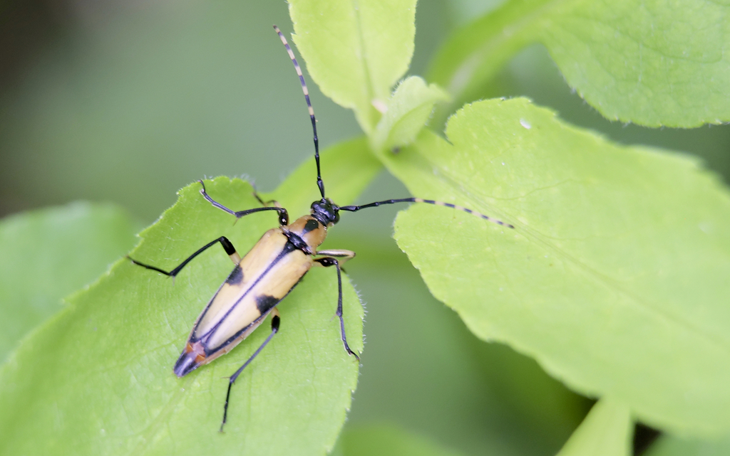 Etorofus subhamatus