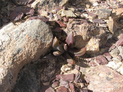 Glottiphyllum