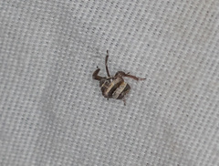 Phylloscelis atra