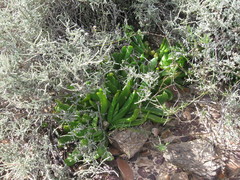 Glottiphyllum