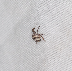 Phylloscelis atra