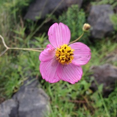 Cosmos crithmifolius