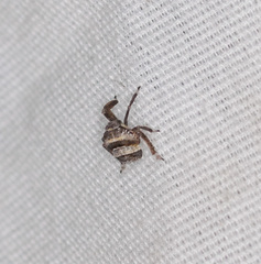Phylloscelis atra