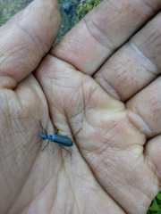 Epicauta curvicornis