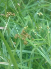 Scirpus polyphyllus