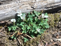 Trifolium monanthum monanthum
