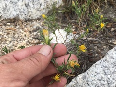 Ericameria suffruticosa