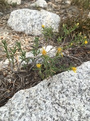 Ericameria suffruticosa