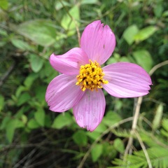 Cosmos crithmifolius