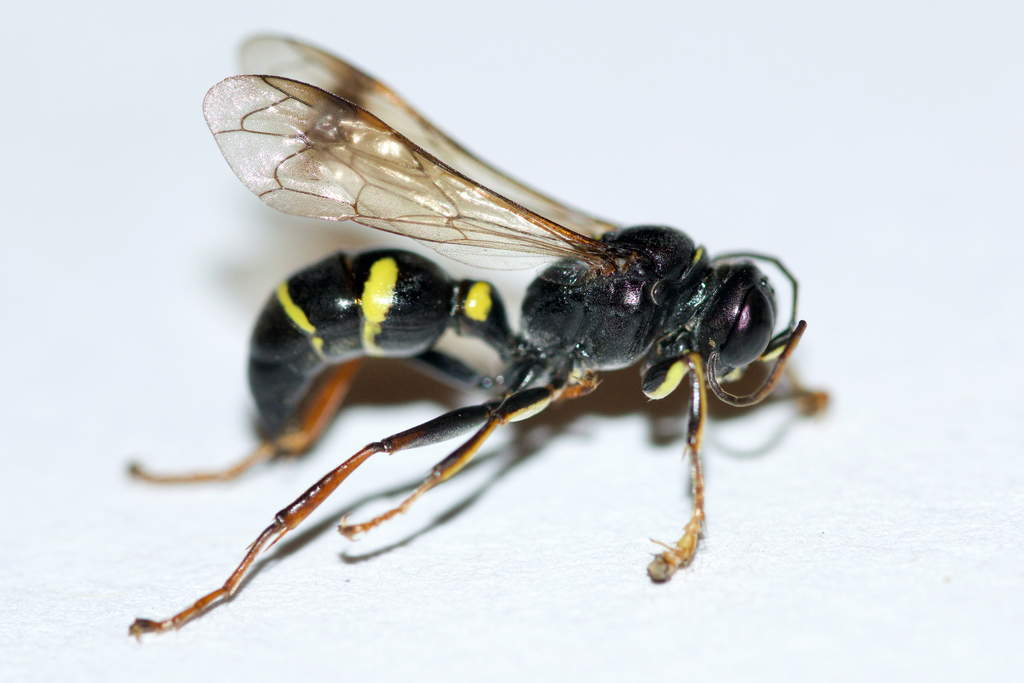Lestiphorus cockerelli