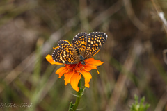 Texola elada ulrica