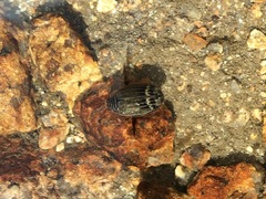 Acilius abbreviatus