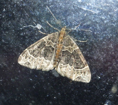 Ecliptopera capitata