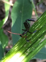 Acanthocephala femorata