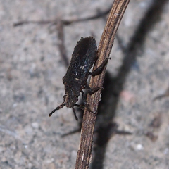 Eumenotes pacao