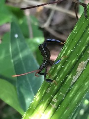 Acanthocephala femorata