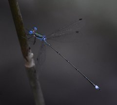 Lestes tenuatus