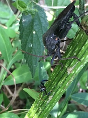 Acanthocephala femorata