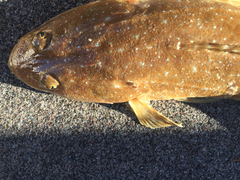 Platycephalus caeruleopunctatus