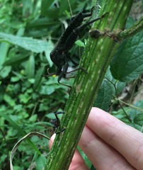 Acanthocephala femorata