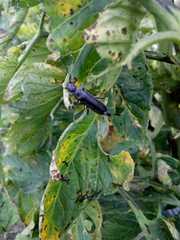 Epicauta curvicornis