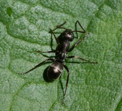 Formica lemani